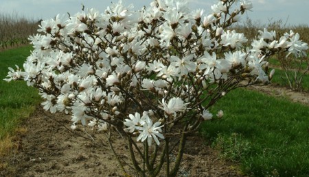 Magnolia stellata, šácholan hvězdovitý, 175-200, bal